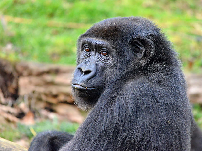 Gaiazoo-gorilla-sangha-25-02-201261TL.jpg